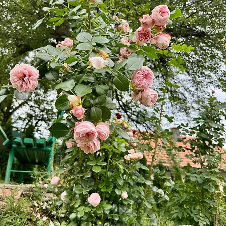Sarajevo Flower Garden Vogosca Exterior photo