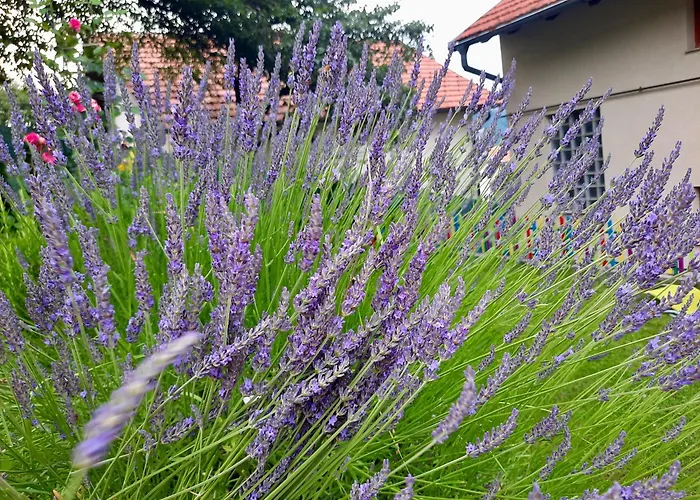 Sarajevo Flower Garden