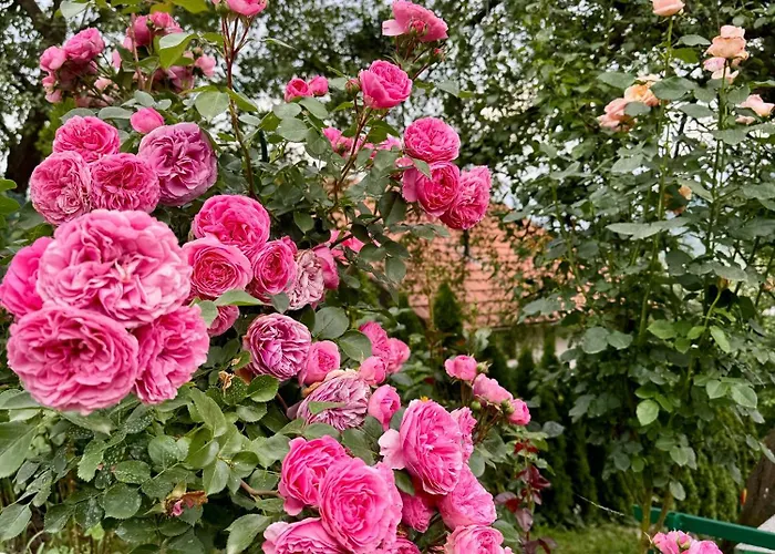 Sarajevo Flower Garden