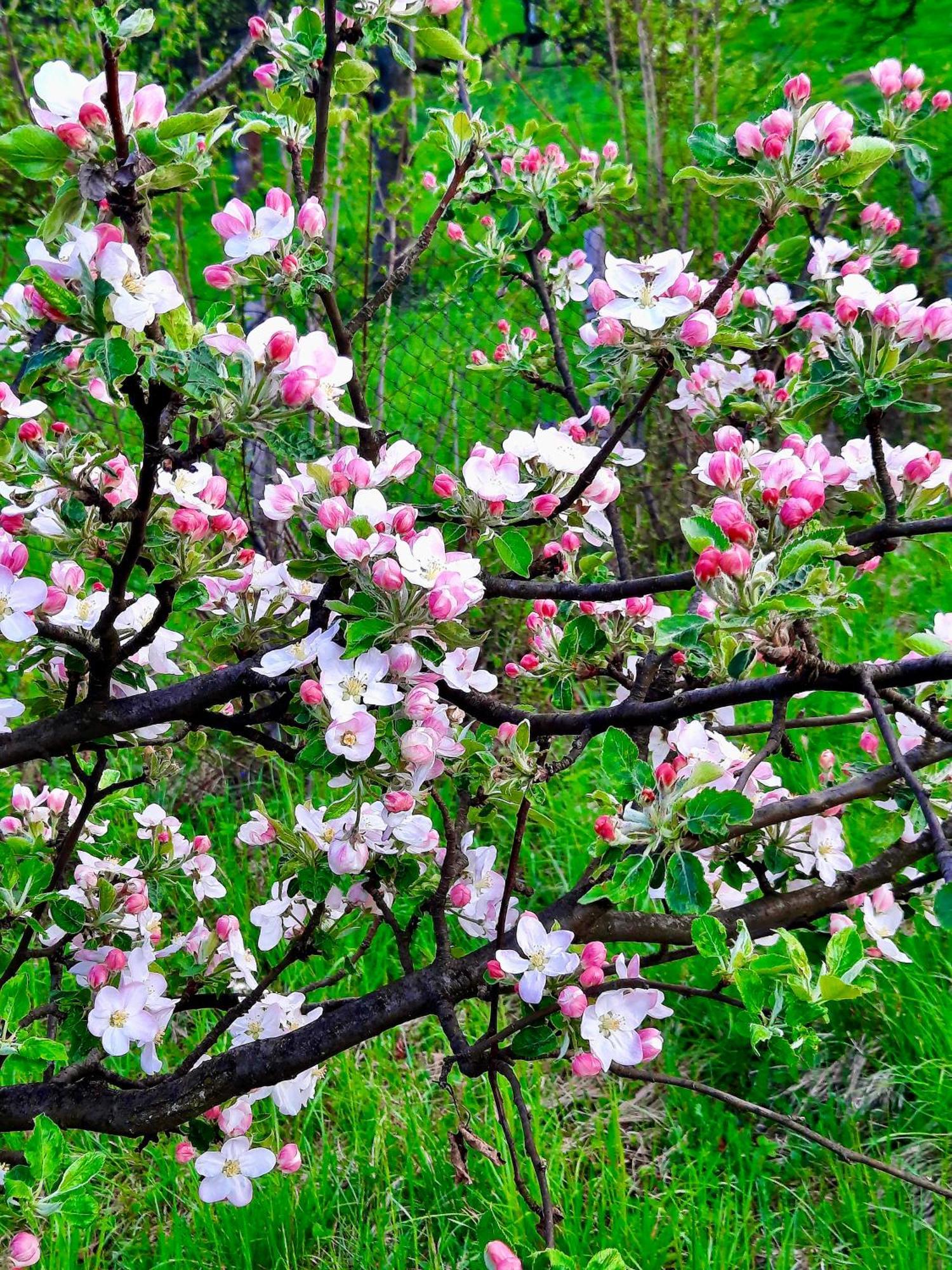 Sarajevo Flower Garden * فوغوشتشا