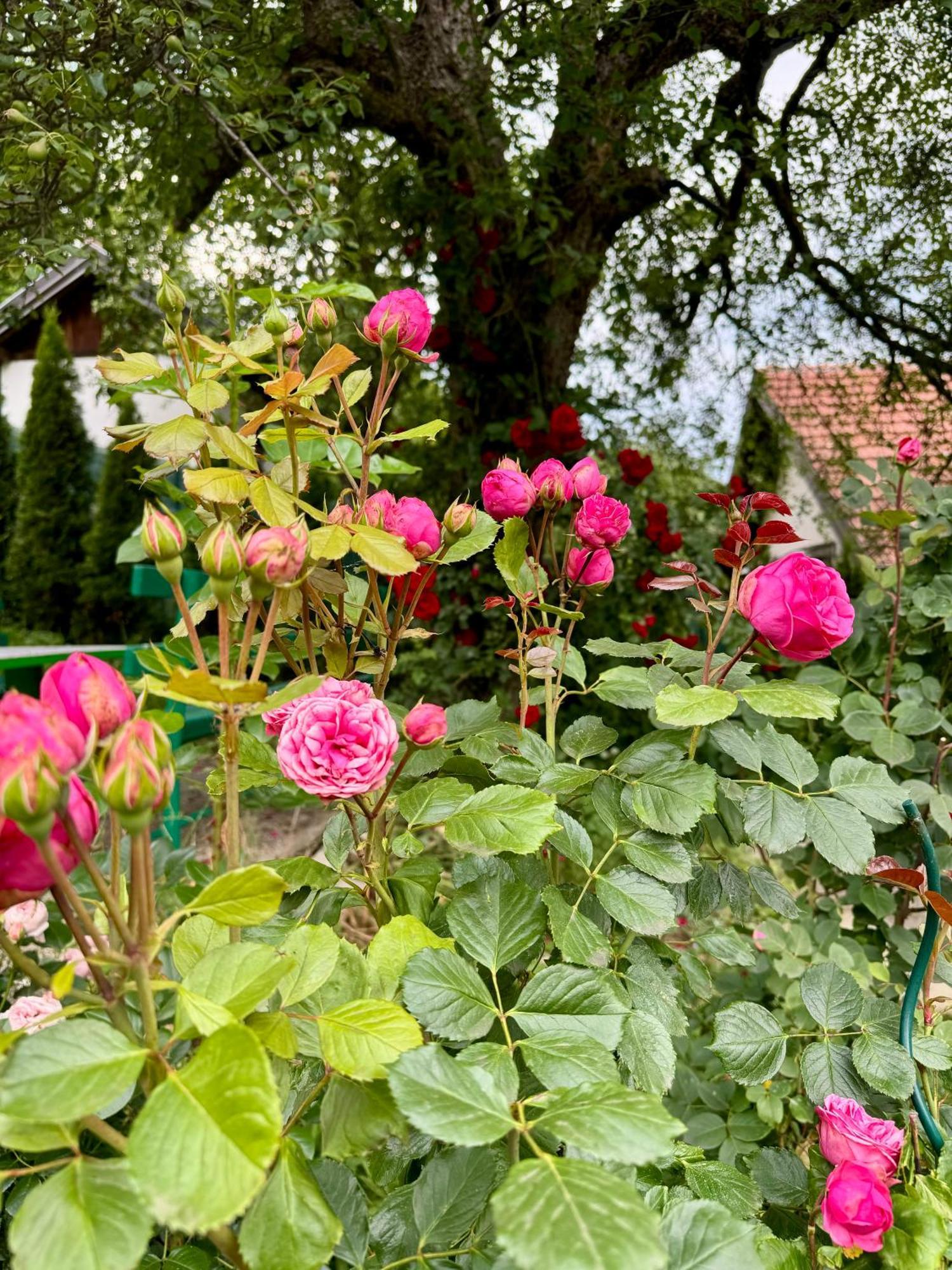Sarajevo Flower Garden بيت للعطل فوغوشتشا