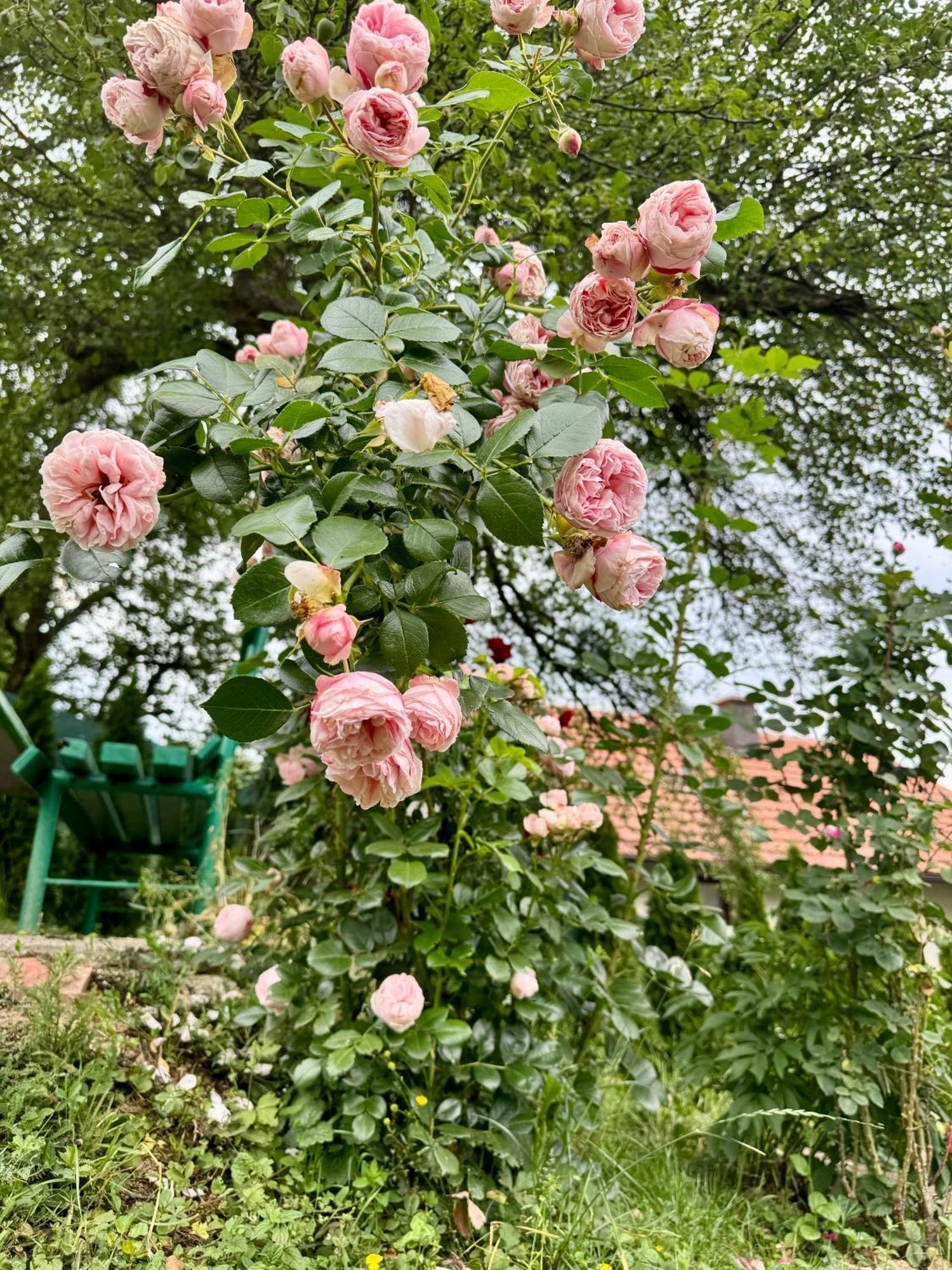 Sarajevo Flower Garden بيت للعطل فوغوشتشا
