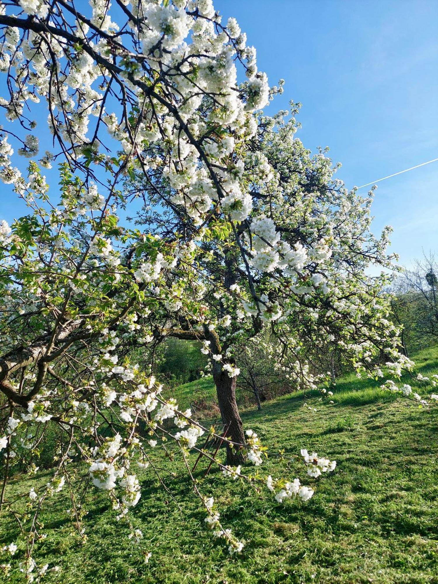 بيت للعطل Sarajevo Flower Garden