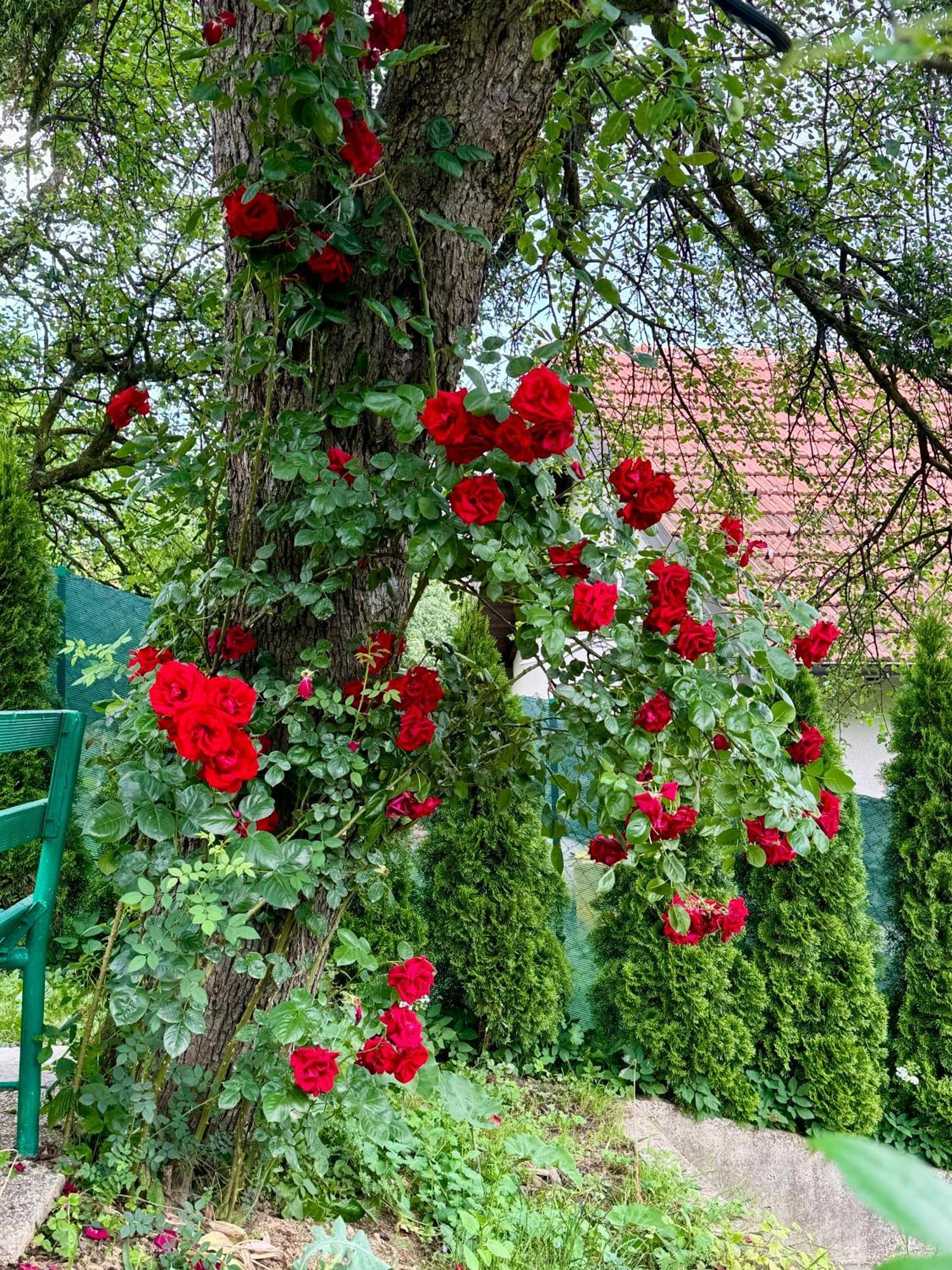 Sarajevo Flower Garden بيت للعطل